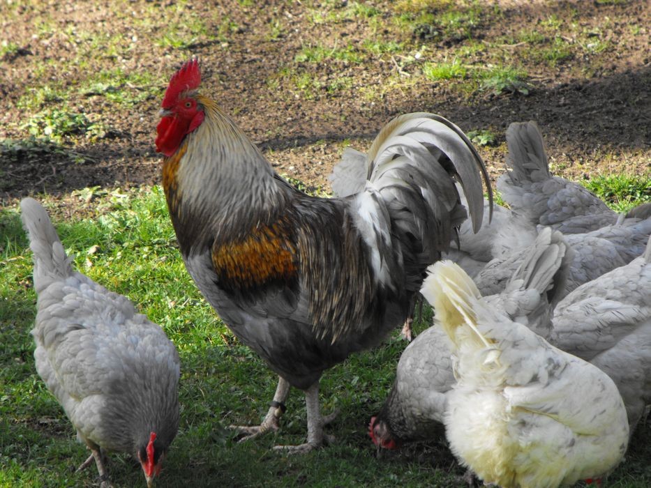 Coq de peche Photo Gérard  Roumilhac