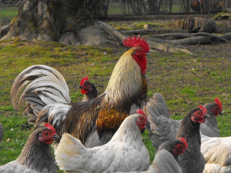 Poule limousine photo G.Roumilhac